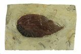 Fossil Leaf - Montana #269368-1